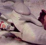 slice_open_your_tauntaun